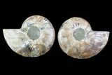 Cut & Polished Ammonite Fossil - Crystal Chambers #91165-1